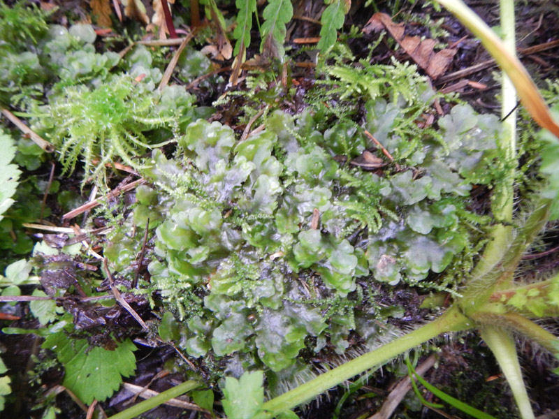 Pellia neesiana